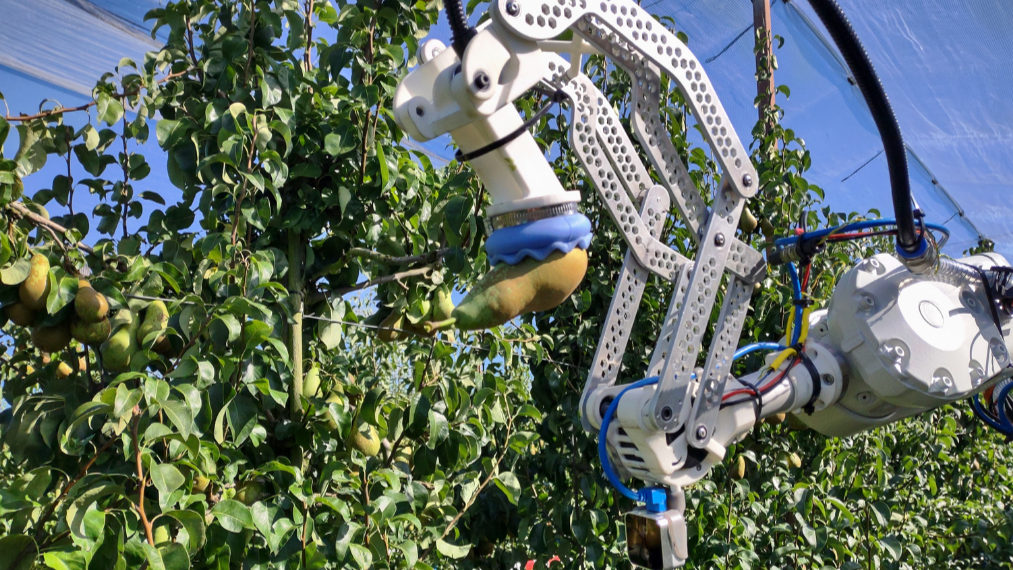 robotica cosecha poda pera